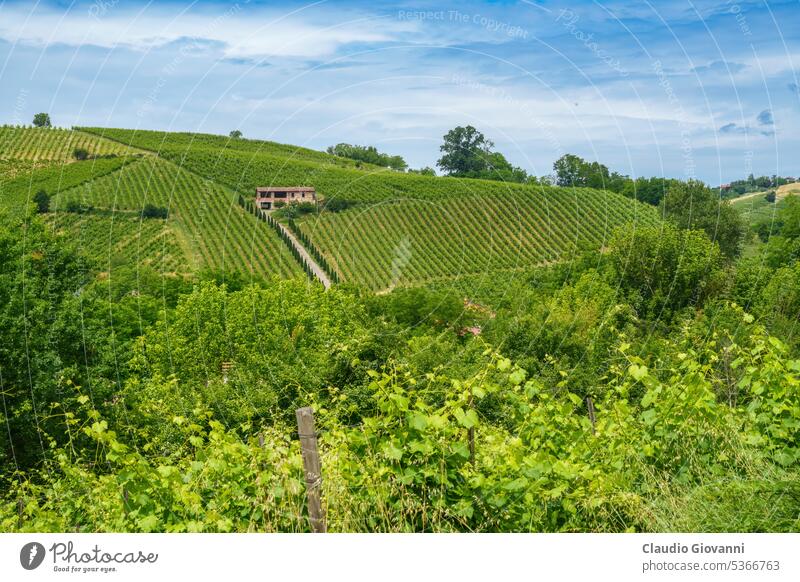 Hills of Oltrepo Pavese at June. Vineyards Europe Italy Lombardy Pavia Stradella agriculture color country day field green hill house landscape nature