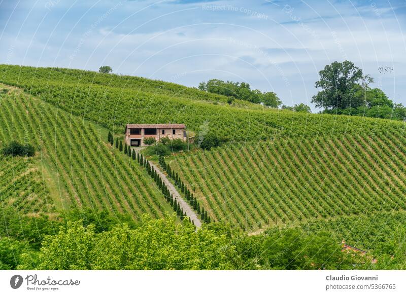 Hills of Oltrepo Pavese at June. Vineyards Europe Italy Lombardy Pavia Stradella agriculture color country day farm field green hill house landscape nature