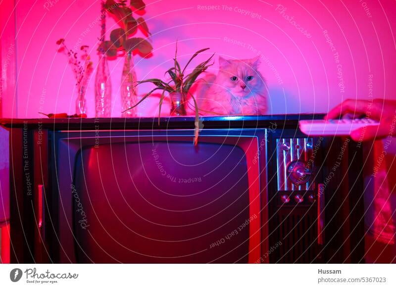photo of cat sitting on vintage television and the lighting is red and blue retro old school indoors relaxation program inspiration fashion video screen effect