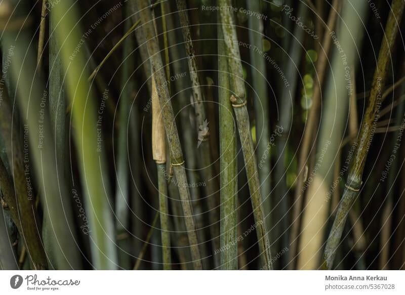 Green pattern from bamboo canes Bamboo Bamboo stick Bamboo pole Bamboo Garden green background Nature Natural material natural materials Direct lines