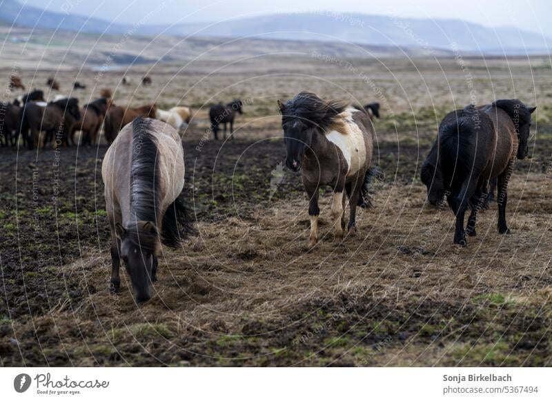 Bad hair day?   Icelandic horses in the storm Horse equine Rider Animal icelandhorses island horses Mane Mammal mare travel Winter pelt Wind vacation Weather