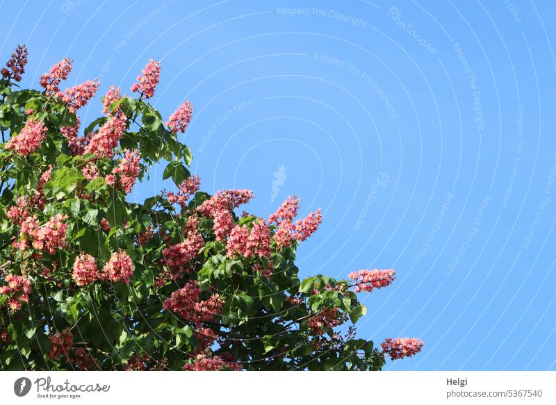 Mainfux-UT | red blooming chestnut against blue sky Tree Chestnut Chestnut tree Chestnut blossom wax Spring Sky Nature Day Leaf Colour photo Exterior shot