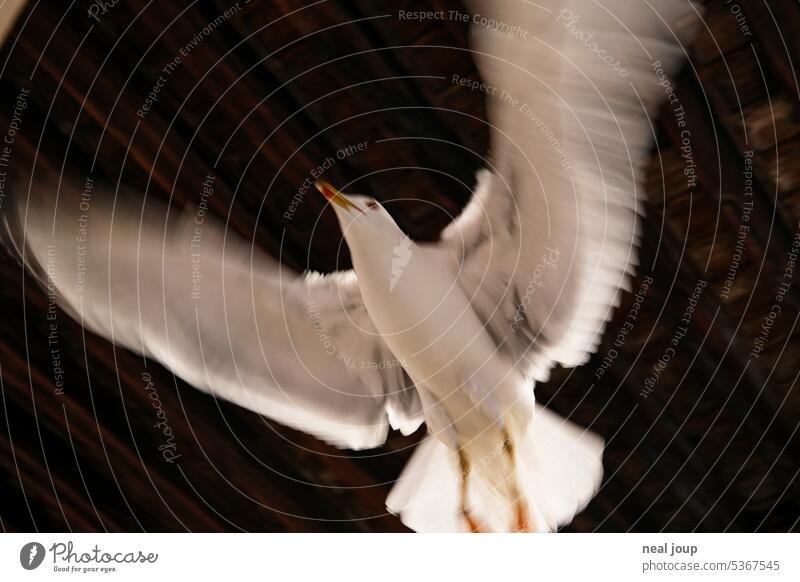 Seagull flying with spread wings against dark background Bird Flying Grand piano Judder motion blur Movement Dynamics launch Contrast Black White Animal Freedom