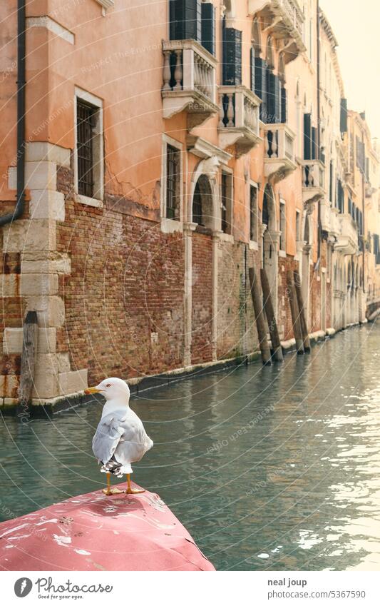 Single seagull sitting on the bow of a boat; in the background the escape of a canal in Venice voyage City trip Seagull Channel Water Old town Tourism