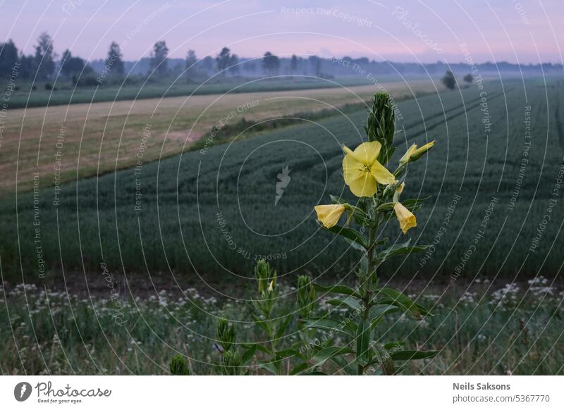 Oenothera biennis, the common evening-primrose in front of agricultural field bloom blooming blossom blossoming botanical botany bright closeup color colorful