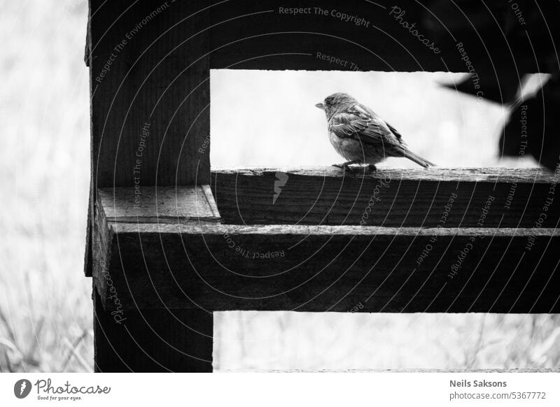 sparrow in frame of wooden pallet. Black and white photo animal background beak beautiful bird brown closeup cute domesticus eye feather fence food garden grid