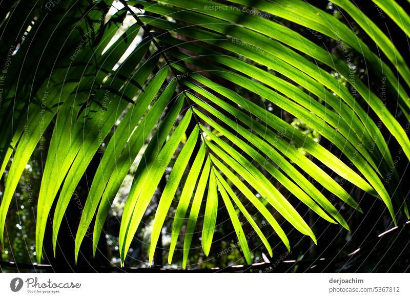The sun shines on the leaves of a fern. Farnsheets Environment ferns Leaf Plant Growth Colour photo naturally Foliage plant Detail Exterior shot Pteridopsida