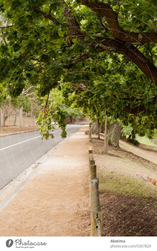Tree overhanging sidewalk and road tree travel nature line countryside asphalt driving Wanderlust Travel photography Sunlight Expedition To go for a walk