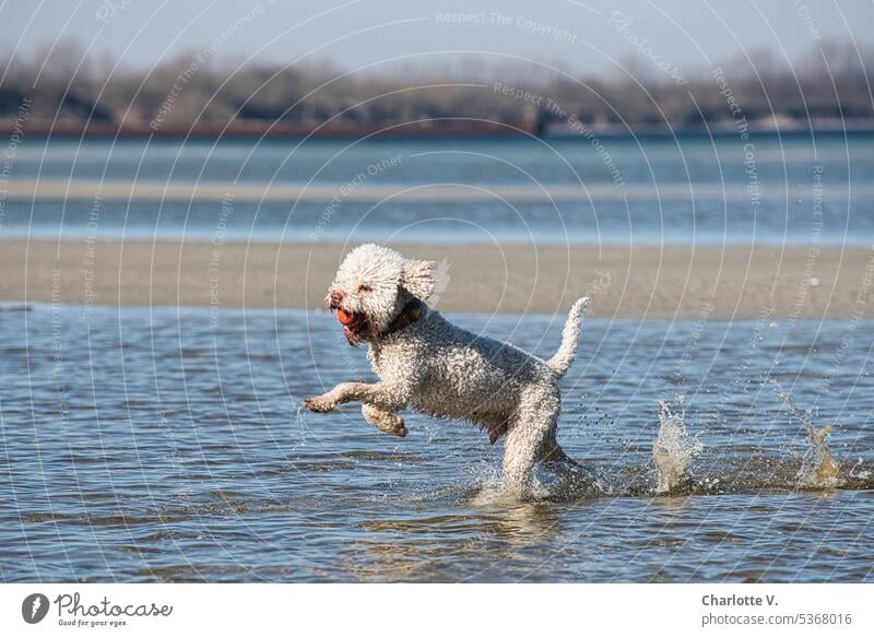quadruped as biped - dog jumping through water Animal Pet Dog Purebred dog Lagotto Romagnolo Hop Jump Exterior shot Animal portrait Colour photo white dog