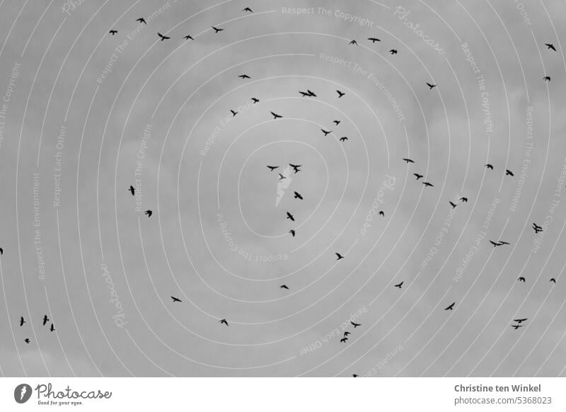 Corvids circling in the sky, which today| shows gray in gray Raven birds Raven crows Flock of birds Wild Birds Nature Sky Clouds in the sky grey in grey