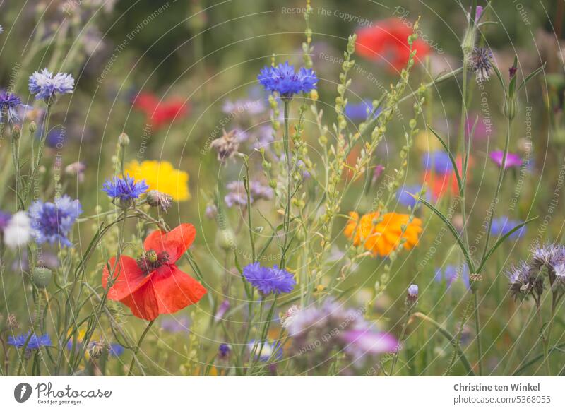 Poppies, cornflowers and marigolds in the garden poppies Insect-friendly Bee food Blossom Garden poppy blossoms Poppy Love Papaver rhoeas Corn poppy Summer