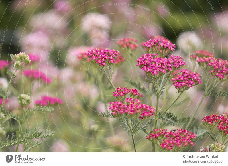 pink yarrow in the garden Yarrow Achillea Pink Blossom Plant Flower Nature Summer Garden Blossoming pretty naturally Close-up blurriness Medicinal plant
