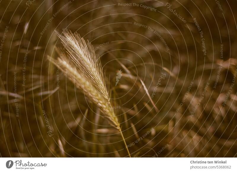 ears Ear of corn Grannen Autumnal Grain grasses Nature autumn atmosphere blurriness warm colors autumn mood Back-light spike natural-coloured nature photography