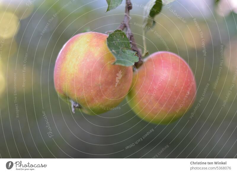 Soon the apples will be ripe Apples on tree fruit Pomacious fruits Cox Orange Autumn Mature naturally Fruit Juicy Fresh Delicious Garden Vitamin-rich Nutrition