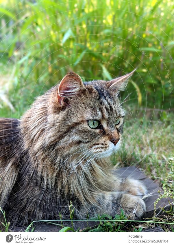 Very attentively my cat observes its surroundings in the garden. Cat Pelt Longhaired cat Fluffy pets purebred cat maine coon cat Cute Looking Outdoors portrait