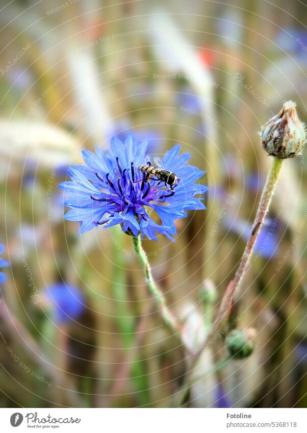 On the blossom of a cornflower sits a small hoverfly and rests. Cornflower Flower Blue Summer Blossom Plant Green Exterior shot Nature Field Blossoming