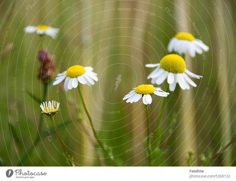 Fresh chamomile blooms by the wayside Chamomile Plant Flower Summer Blossom White Green Yellow Day Exterior shot Close-up Camomile blossom Blossoming Wild plant