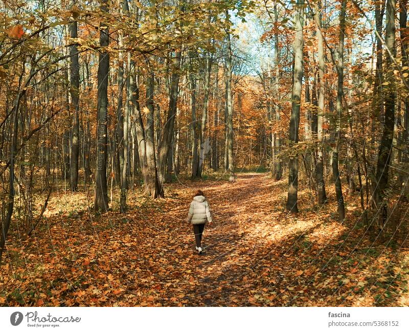 Woman from behind walking, autumn deciduous forest caucasian girl female woman pov fall park branch nobody path point of view trot yellow october leaves sunbeam