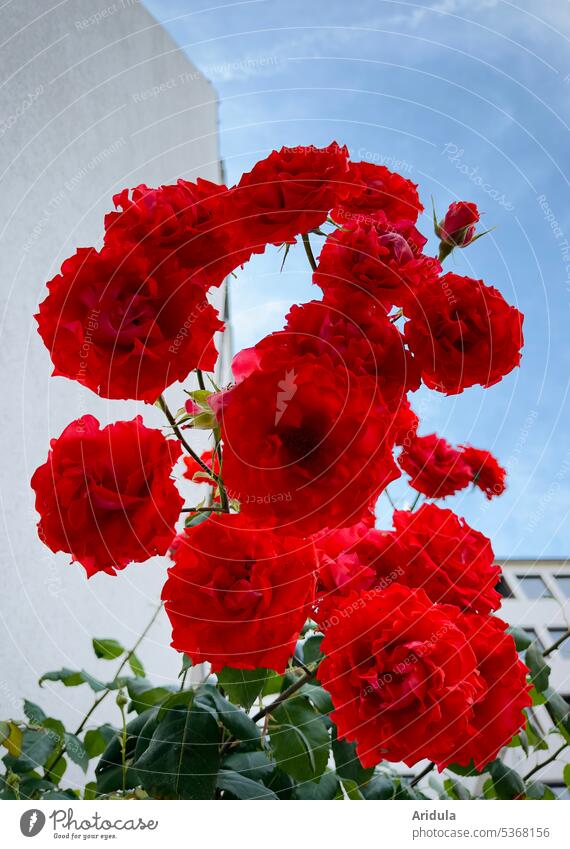 Red city rose pink climbing rose blossoms Plant Flower Blossom Summer Town city plant Blue sky Facade House (Residential Structure) Window urban Green Fragrance