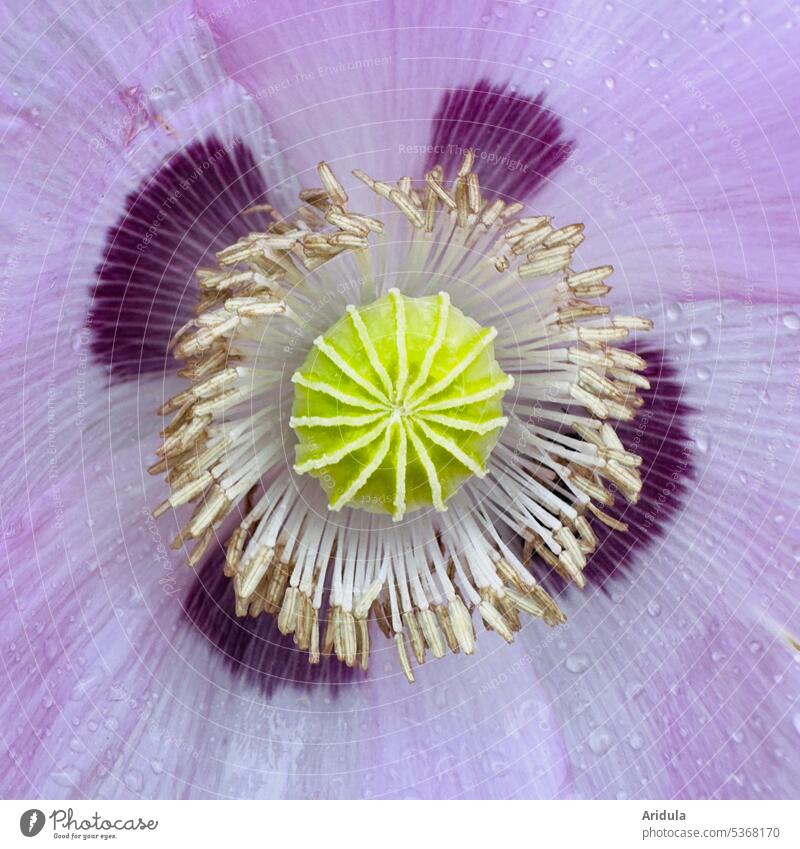 Close up | Purple poppy Poppy Flower Poppy blossom purple Plant Summer Blossom Nature Seed capsule Close-up Detail yellow green raindrops Pattern structure