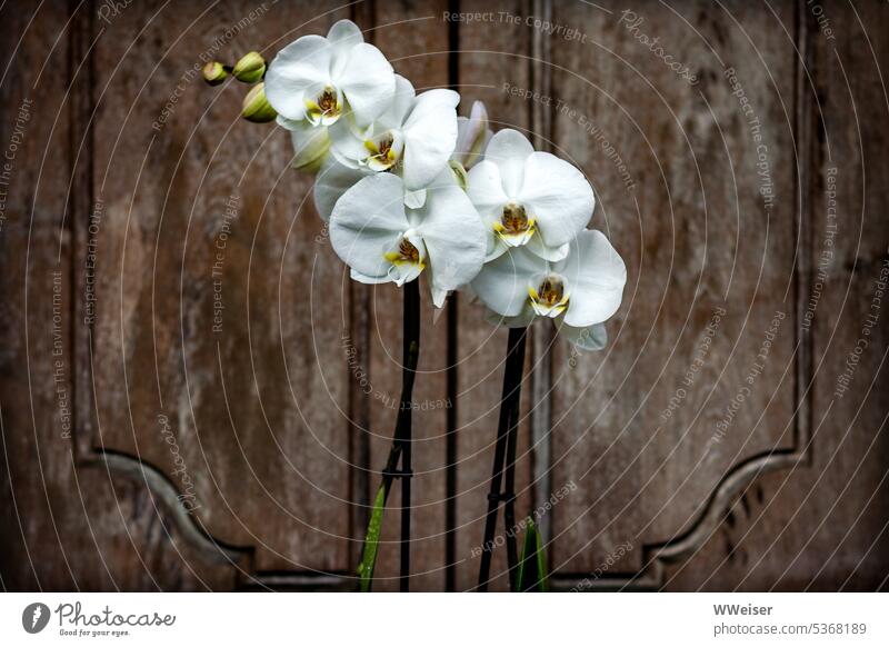 White orchids in front of an ornately crafted wooden door flowers Art flora Asia Bali Goal Wood Carve Woodwork Pattern Ornament Noble oriental Ornate Design