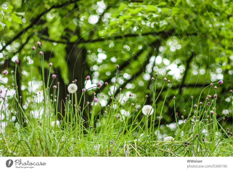 Puster flowers and other meadow plants rise cheerfully in front of the silhouettes of trees Nature Meadow Grass grasses Dandelion puff flowers Mature Light