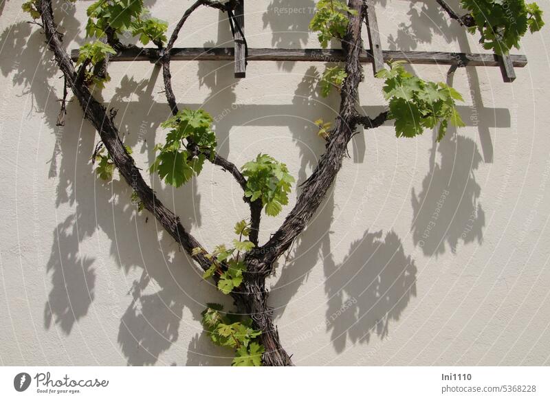 MainFux |Vine on wooden trellis Spring Plant Climber viticulture vine Leaf sprouting house wall Plastered White growth habit Cordon Wooden trellis