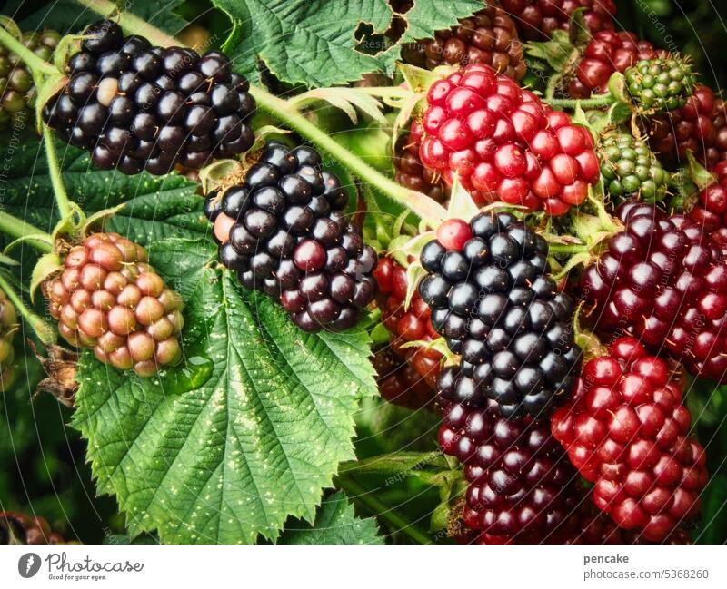 ripening period Blackberry Fruit Berries Summer Close-up Healthy Garden Forest degree of maturity Delicious Mature Harvest Fresh Food Vitamin Seasons Pick