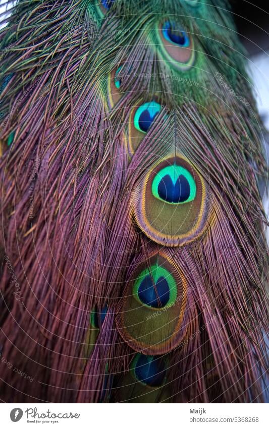Pfaufen feathers Bird Peacock Peacock feather Exterior shot Multicoloured Colour photo Pride Esthetic Conceited Animal Feather Blue Deserted pretty Exotic