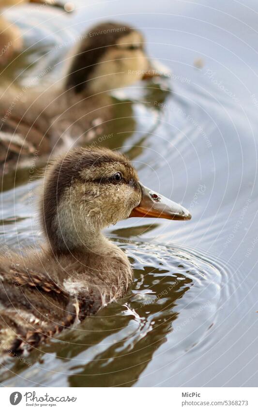Portrait duckling by the lake Duckling children Nature wildlife afloat all my ducklings Near Exterior shot animal world Outdoors Bird naturally Water