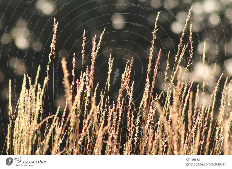 Golden yellow grasses in the evening sunlight Sunlight Evening sun evening light Shallow depth of field Summer Exterior shot Plant Beautiful weather naturally
