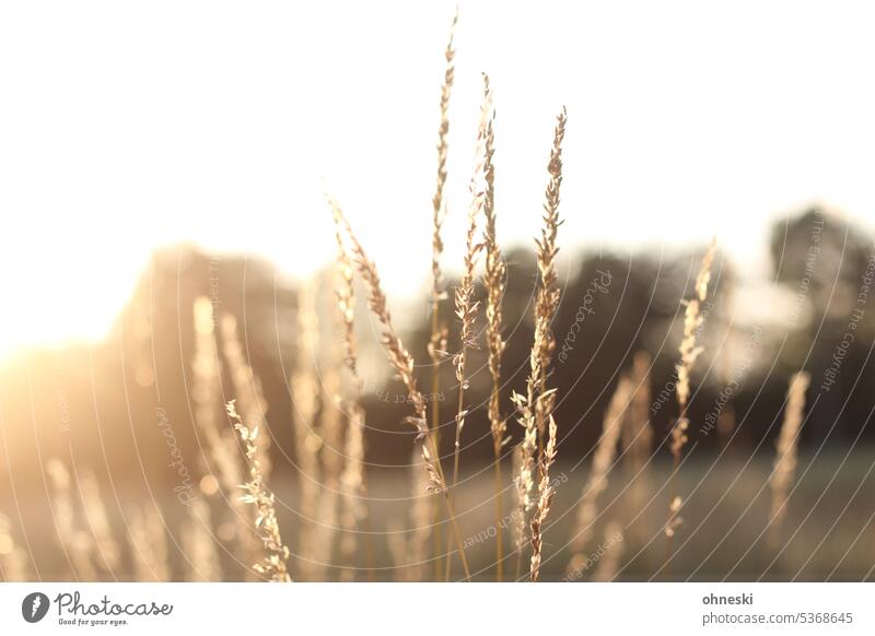 Golden yellow grasses in the evening backlight Sunlight Evening sun evening light Shallow depth of field Summer Exterior shot Plant Beautiful weather naturally