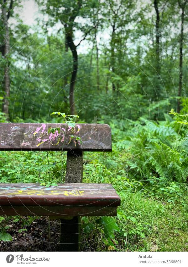 A bench in the rainy forest Forest Bench Wet Rain Green Rainy weather Summer trees Fern Wood Graffiti Smeared Damp spray writing Break Sit down Peaceful Calm