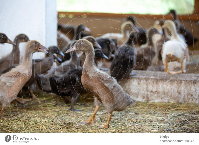 young ducks with plenty of space and run in an organic farm Young animals Organic farming meat production Species-appropriate animal welfare Organic produce