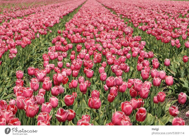 flowering tulip field in the Netherlands Tulip Tulip field Flower Blossom Tulip blossom dutch Spring Spring flower tulip breeding Many Row Plant Colour photo