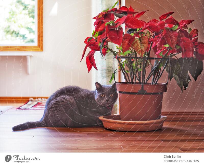 Grey cat with red poinsettia hangover Christmas star Animal Cat Pet Pelt Domestic cat Cute Looking Observe Watchfulness Curiosity Love of animals Cat eyes