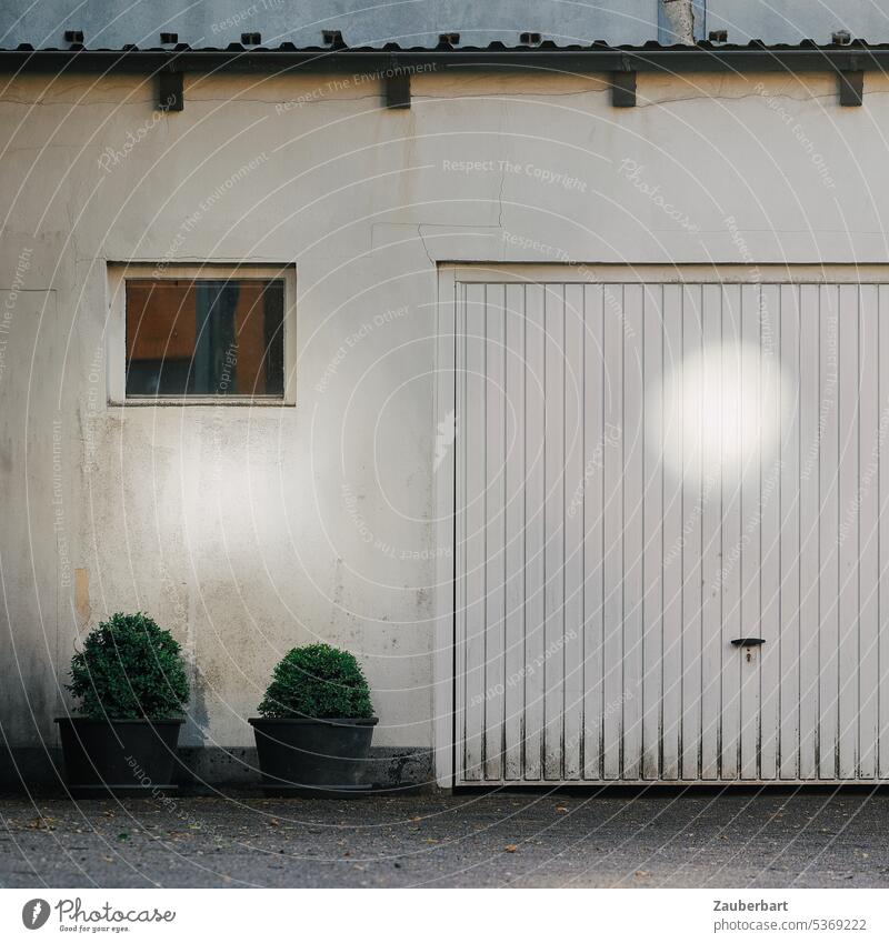 Garage door on white wall with light reflection and box trees White Light Reflex Wall (building) Window Beech Gloomy unostentatious boringly bleak Building