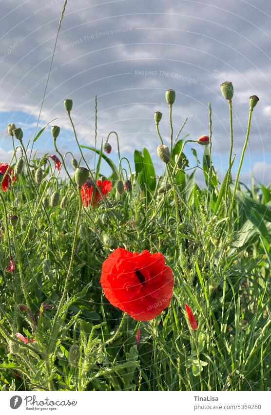 Red corn poppy in the field Corn poppy Poppy Poppy blossom Flower Blossom Plant Poppy field Landscape Nature Exterior shot Colour photo Summer Sky Clouds