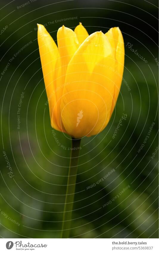 yellow tulip Spring Green Yellow Flower Tulip Blossom Plant Blossoming Colour photo Nature Exterior shot bokeh shallow depth of field