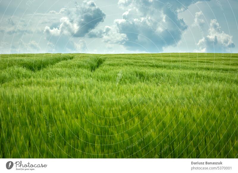 Green field of barley to the horizon and clouds on the sky green rural agriculture spring landscape summer nature blue countryside farm meadow grass wheat plant