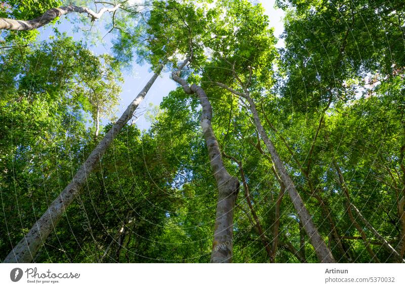 Bottom view of tree trunk to green leaves of tree in tropical forest with sunlight. Fresh environment in park. Forest tree on sunny day. Plant trees for sale carbon credit. Natural carbon capture.