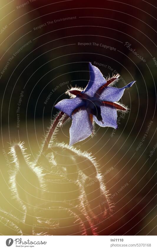 Borage flower Plant Wild plant weed aromatic herb Honey flora borage flower Blossom Blue buds stalk Hairy In backlight Back-light Light Shadow Close-up