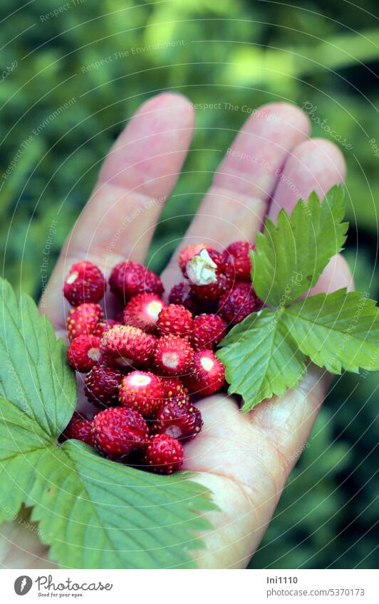 Forest strawberries collected Wild strawberry Fragaria vesca Flea berries fruits garnered Berries common nut fruit hold in one's hand Hand leaves Aromatic cute