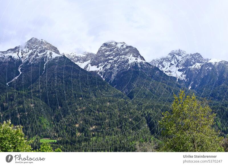 Mountain panorama in the Lower Engadine Scuol mountains Alps Switzerland Swiss Alps Snow Peak Mountain summits Forest timber line Landscape Nature Spring