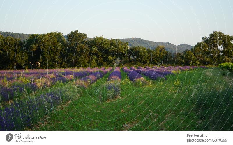 Field with lavender Lavender Landscape Sky Nature purple Provence Green half shrub trees Hill beguiling Fragrance