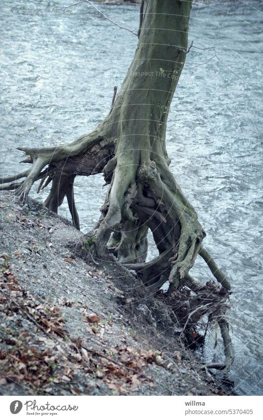 When trees seek the water - tree holds on to the riverbank only with its roots tree roots River bank Uprooted Tree Water root network Root of a tree