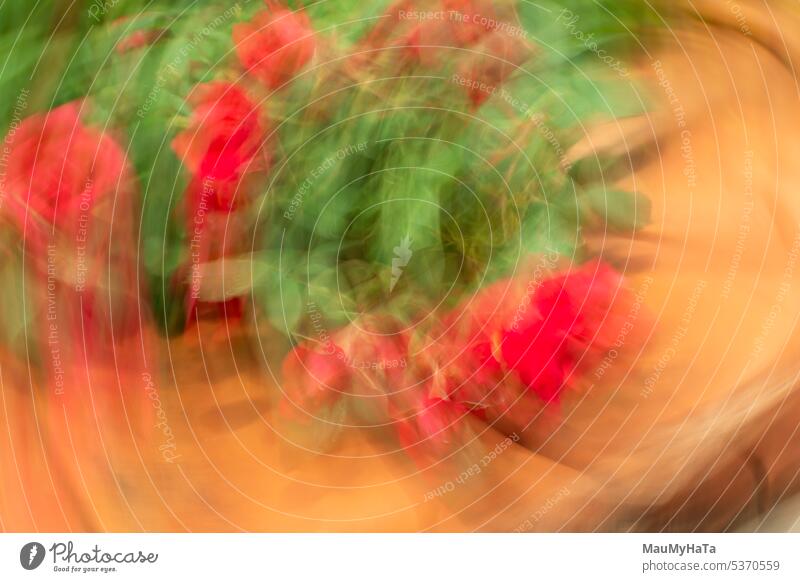 deliberate camera movement ICM Red green rose plant Nature Colour photo Exterior shot Rose Leaf Blossom Summer Flower Rose blossom Abstract Romance