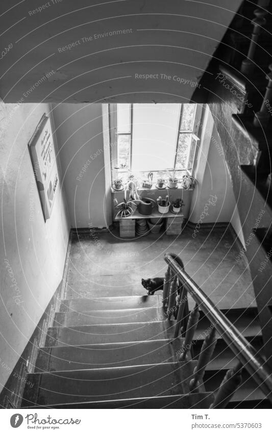 Staircase with cat Staircase (Hallway) Cat b/w Berlin Prenzlauer Berg Summer Stairs freigänger Black & white photo Town Downtown Capital city Day bnw Deserted