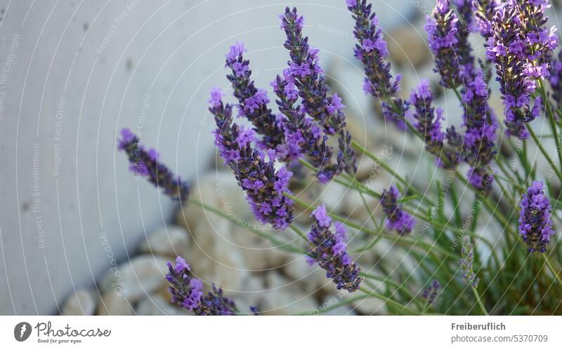 lavender Lavender Provence purple Labiate Spike lavender half shrub