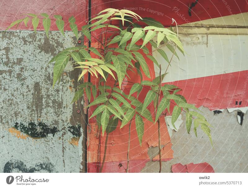 reconquest leaves stalks plants Green house wall bungalow Old Shabby Color.red Old coat of paint run-down Exterior shot Colour photo Deserted Detail Nature